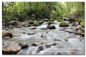 recomendaciones de homeopatia 