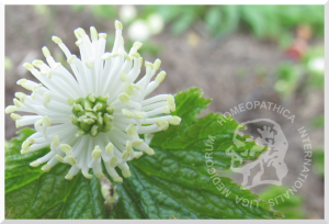 como funciona la homeopatia 