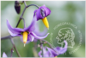 consultorio homeopatico hidalgo mexico